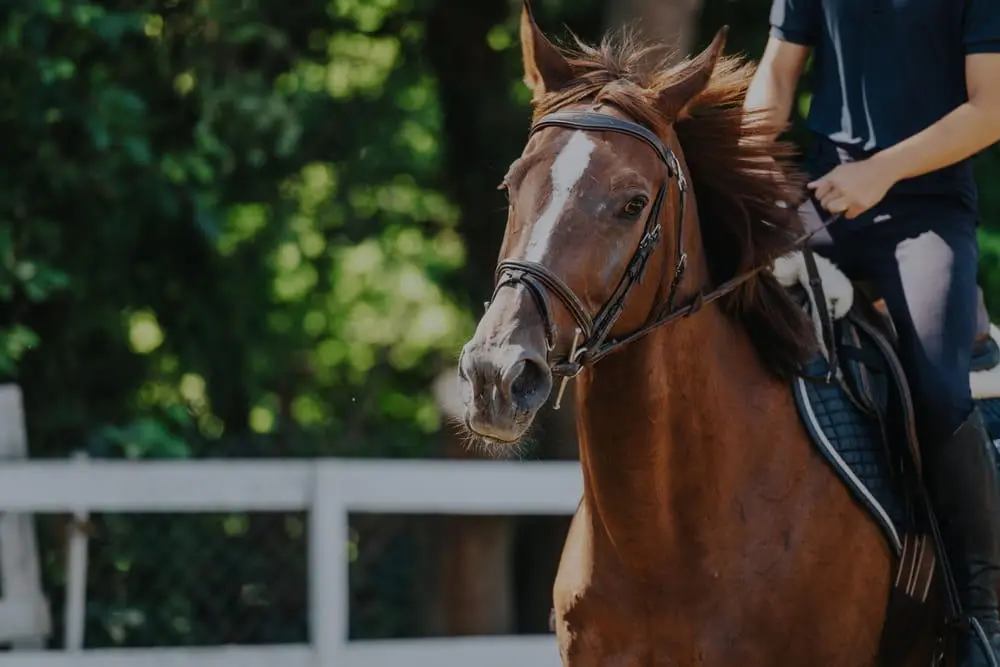 Shutterstock2596331929 Shutterstock2596331929