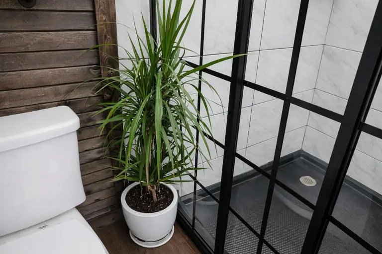 The Penguin Igloo The Penguin Igloo